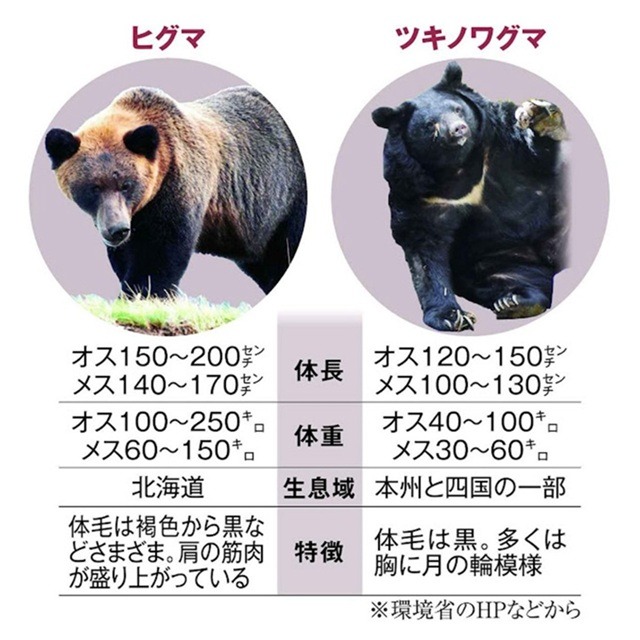 日本に生息するヒグマとツキノワグマの特徴